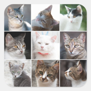 Sticker Carré Cats
