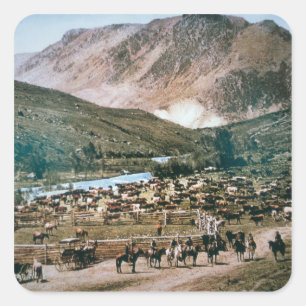 Sticker Carré Cattle Ranch, Colorado, 1899 (photo)