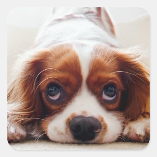 Sticker Carré Cavalier King Charles Spaniel (Devant)
