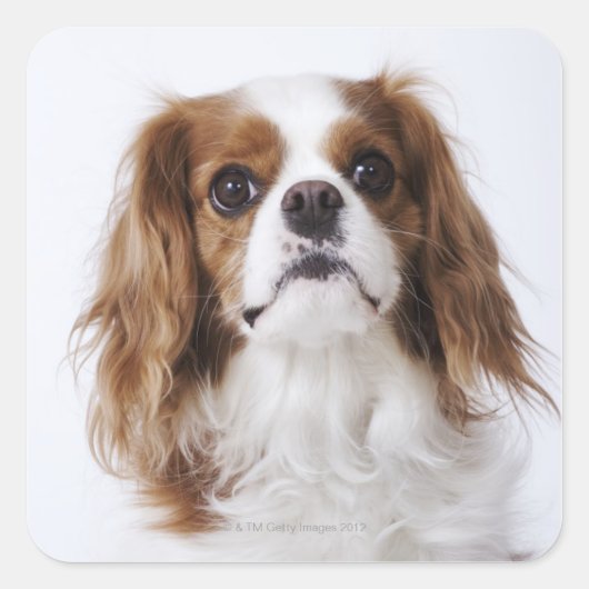 Sticker Carré Cavalier King Charles Spaniel assis en studio (Devant)