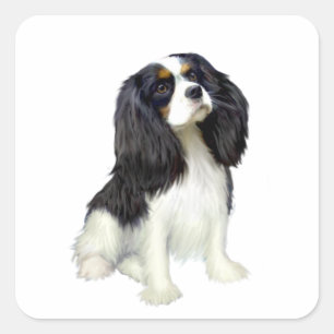 Sticker Carré Cavalier King Charles - tricolore