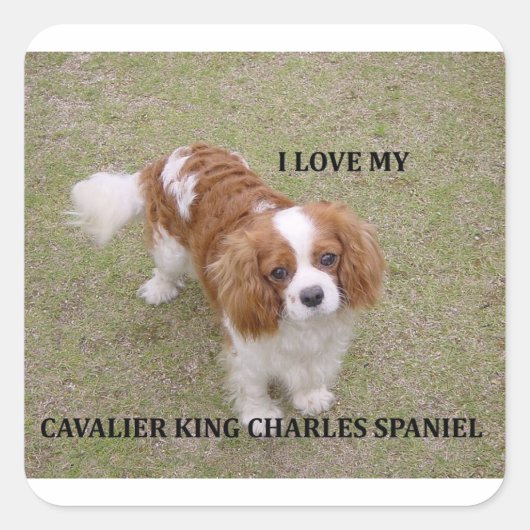 Sticker Carré Cavalier-roi-charles-spaniel blenheim aime w pic. (Devant)