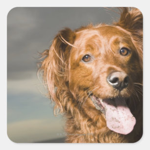 Sticker Carré Ce chien est chien d'arrêt d'or de partie