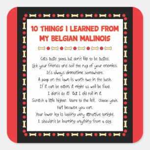 Sticker Carré Ce Que J'Ai Appris De Mes Malinois Belges