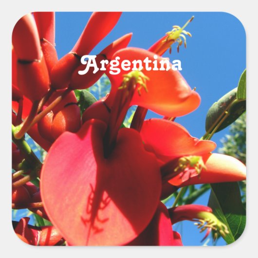 Sticker Carré Ceibo (Devant)