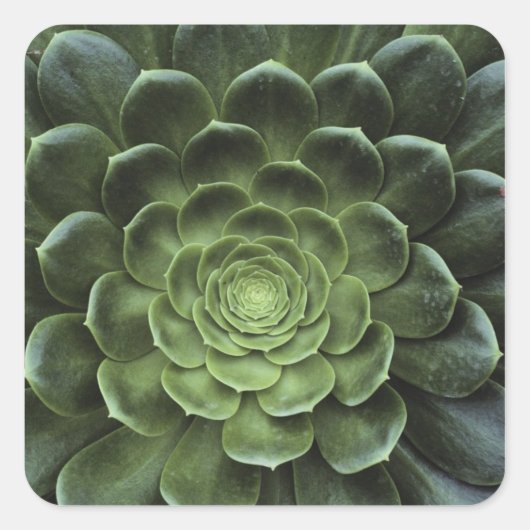 Sticker Carré Centre de Cactus (Devant)