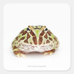 Sticker Carré Ceratophrys Cranwelli, grenouille à cornes de Cran