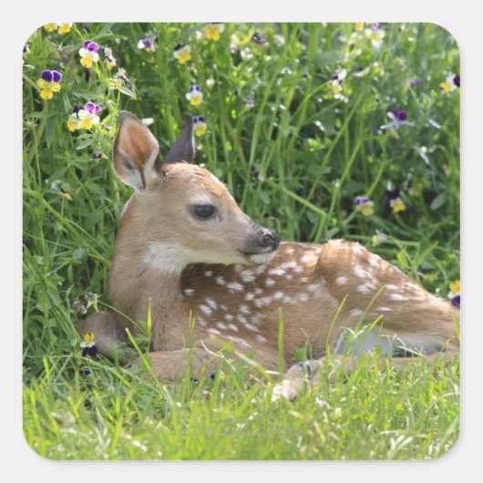 Sticker Carré Cerf de Virginie (Odocoileus virginianus) (Devant)