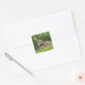 Sticker Carré Cerf de Virginie (Odocoileus virginianus) (Enveloppe)