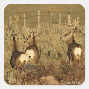 Sticker Carré Cerfs Mulets D30