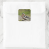 Sticker Carré Chaffinch mâle (WILD : Fringilla coelebs) (Sac)