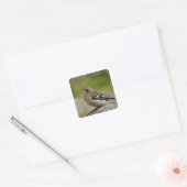 Sticker Carré Chaffinch mâle (WILD : Fringilla coelebs) (Enveloppe)