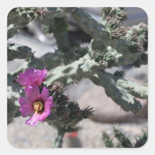 Sticker Carré Challa Cactus en fleurs