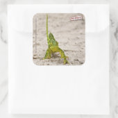 Sticker Carré Chameleon (Sac)