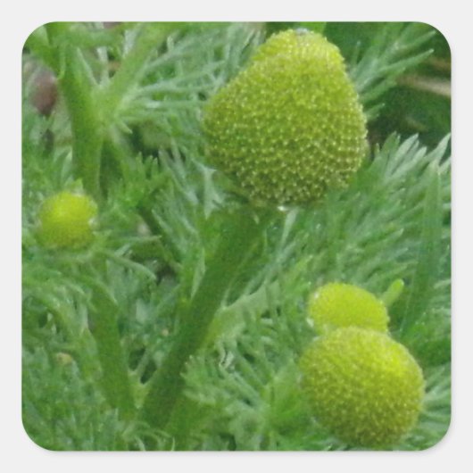 Sticker Carré Chamomille, Matricaria matricarioides (Devant)