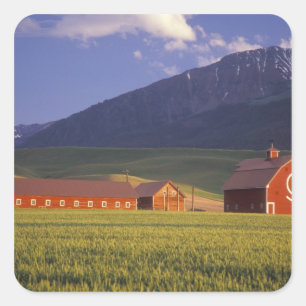 Sticker Carré Champ de blé dans la vallée de Wallowa, juste à l'