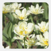Sticker Carré Champ de tulipes blanches (Devant)