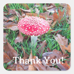 Sticker Carré champignon