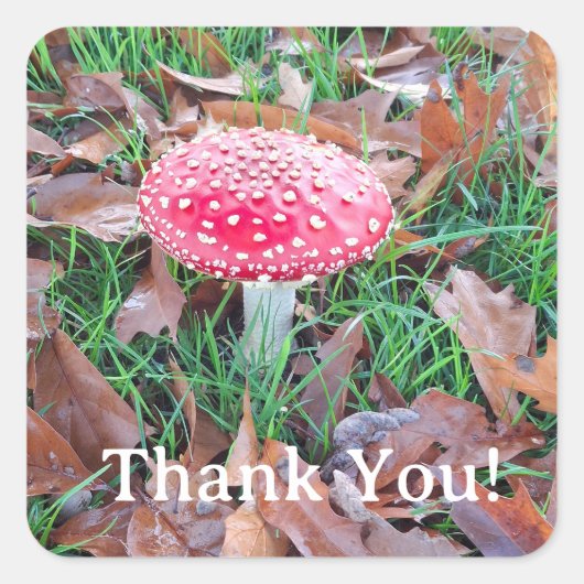 Sticker Carré champignon (Devant)