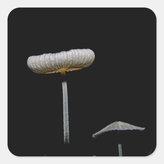 Sticker Carré Champignons (Devant)