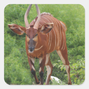 Sticker Carré Chargin