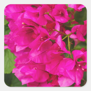 Sticker Carré Chariots floraux de Bougainvilliers