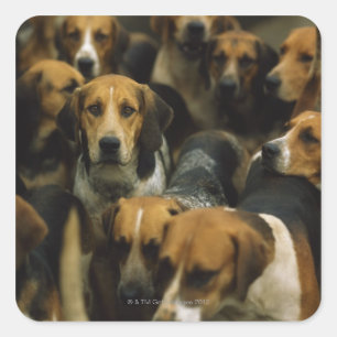 Sticker Carré Chasse de foxhounds, Galway Blazers, Irlande