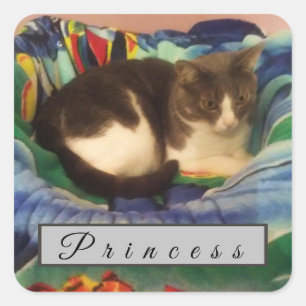 Sticker Carré Chat à cheveux courts, gris et blanc personnalisé