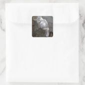 Sticker Carré Chat Angora gris-blanc (Sac)