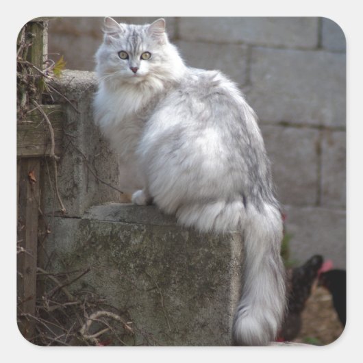 Sticker Carré Chat Angora gris-blanc (Devant)
