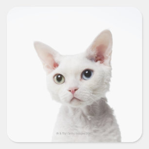 Sticker Carré Chat blanc aux yeux impair 2