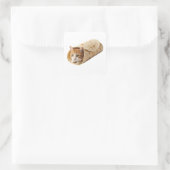 Sticker Carré Chat Burrito Drôle Design de Chat Emballé Mème (Sac)