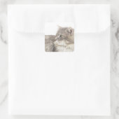 Sticker Carré Chat couché (Sac)