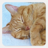Sticker Carré Chat couché (Devant)