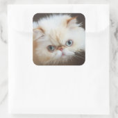 Sticker Carré Chat Dans Une Boîte (Sac)