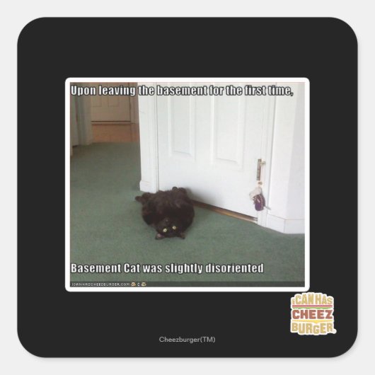 Sticker Carré Chat de sous-sol, légèrement désorienté (Devant)