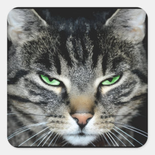 Sticker Carré Chat drôle en colère grincheux jugeant