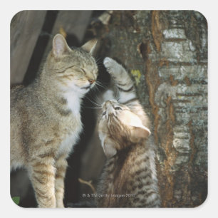 Sticker Carré Chat et chaton par arbre