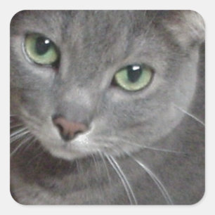 Sticker Carré Chat gris bleu russe