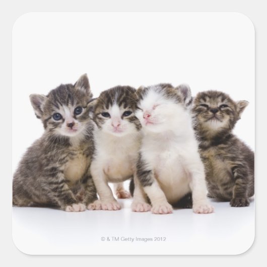 Sticker Carré chat japonais (Devant)