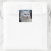Sticker Carré Chat Kitty blanc aux yeux bleus (Sac)