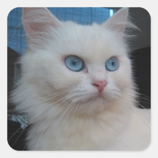 Sticker Carré Chat Kitty blanc aux yeux bleus