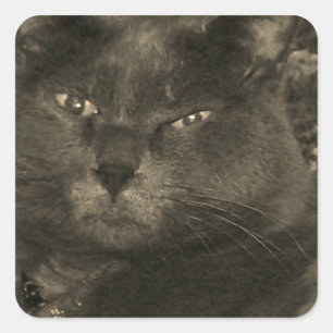 Sticker Carré Chat noir