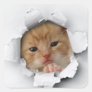 Sticker Carré Chaton