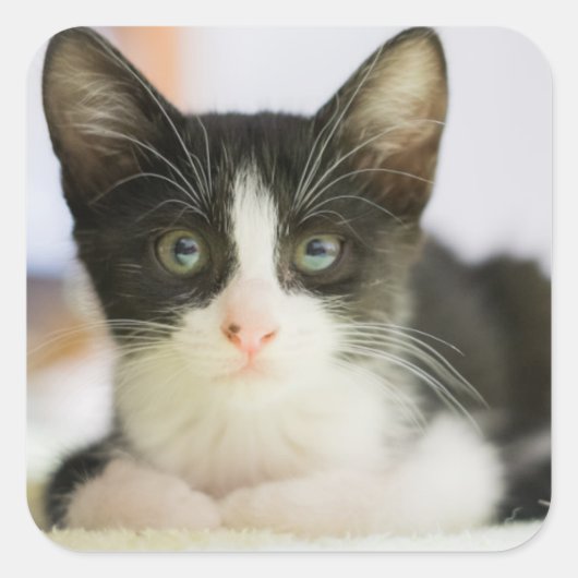 Sticker Carré Chaton Blanc Et Noir Sucré (Devant)