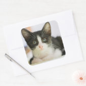 Sticker Carré Chaton Blanc Et Noir Sucré (Enveloppe)