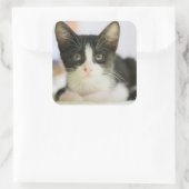 Sticker Carré Chaton Blanc Et Noir Sucré (Sac)