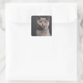 Sticker Carré chaton britannique Shorthair (3 mois) (Sac)