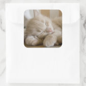 Sticker Carré Chaton couchant (Sac)