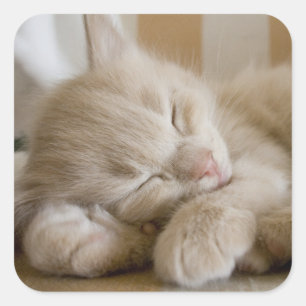 Sticker Carré Chaton couchant